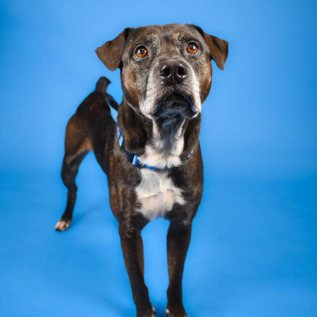 Rooster, a Adoptable mixed breed in West Palm Beach, FL image 3/6