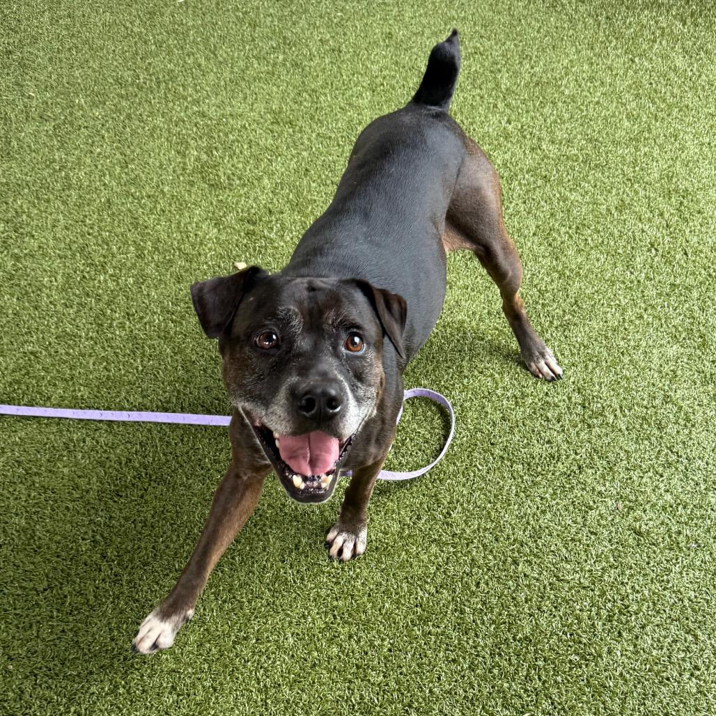 Rooster, a Adoptable mixed breed in West Palm Beach, FL image 4/6
