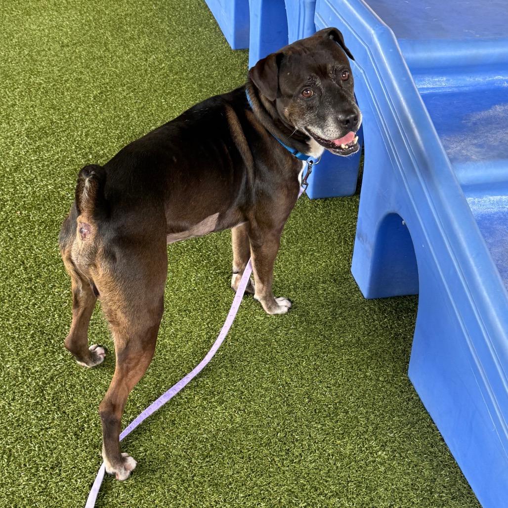 Rooster, a Adoptable mixed breed in West Palm Beach, FL image 5/6