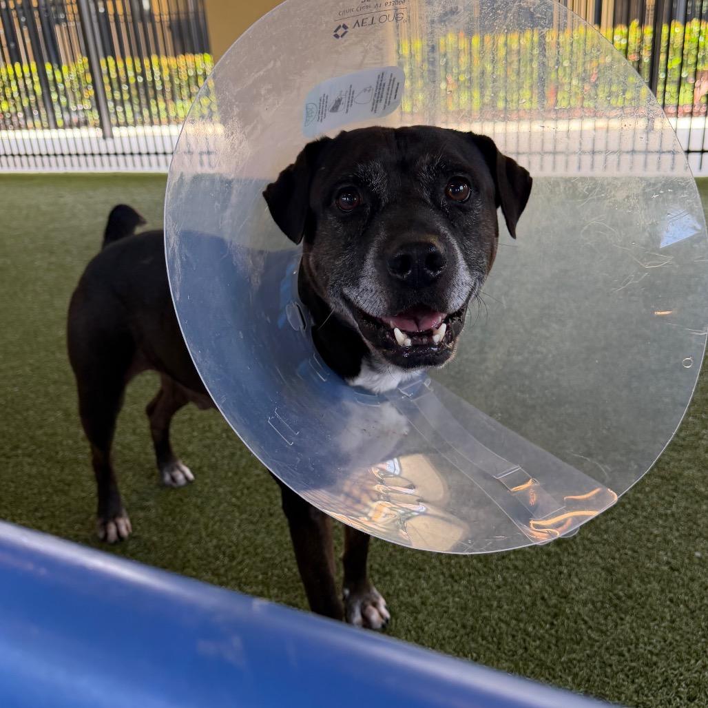 Rooster, a Adoptable mixed breed in West Palm Beach, FL image 6/6