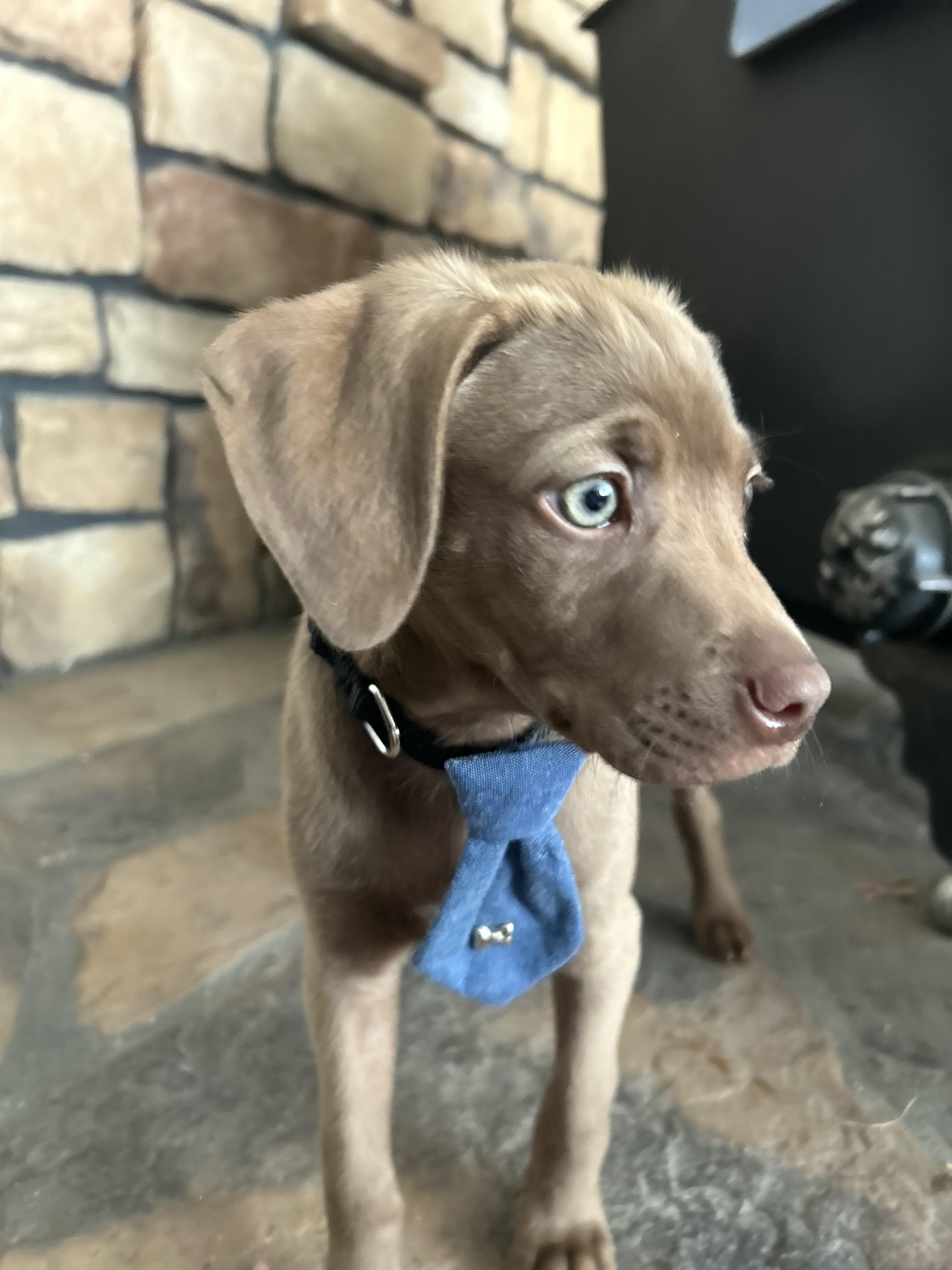 Mowgli, Adoptable, Young Male Weimaraner.