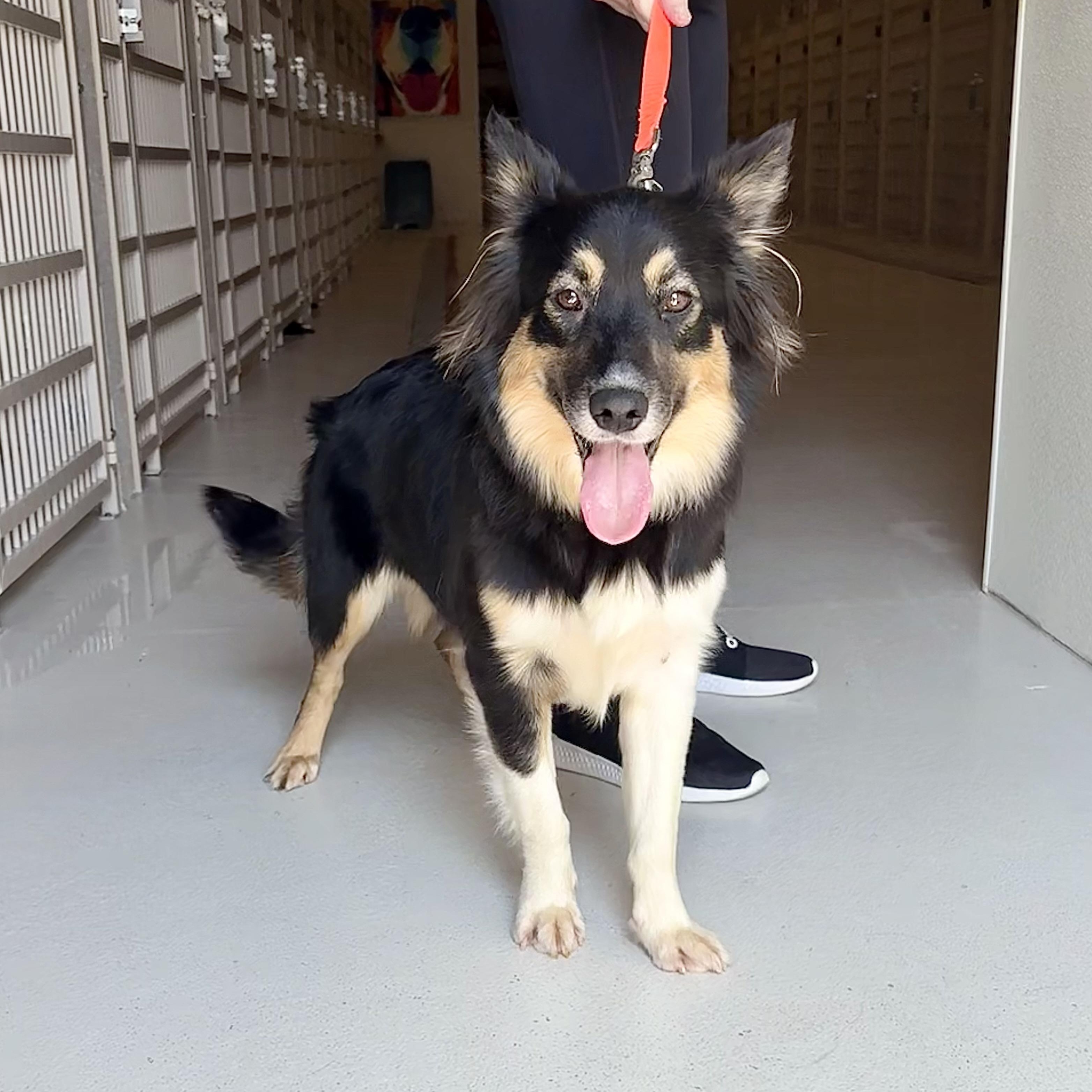 Puffin, Adult Female Collie