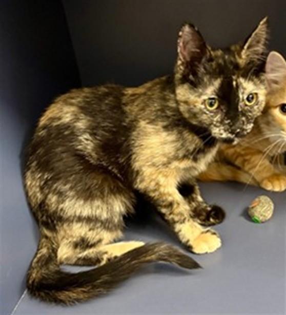 Enlarge ROO, a Adoptable Domestic Short Hair in Kalamazoo, MI image 1/1