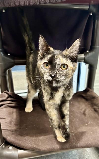 ROO, Adoptable, Young Female Domestic Short Hair.