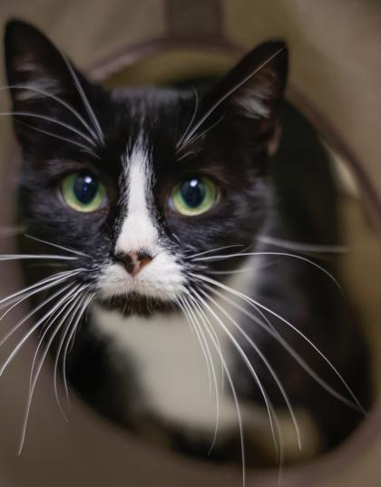 Enlarge Lakey, a Adoptable mixed breed in Baraboo, WI image 1/2