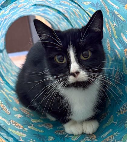 Enlarge Lakey, a Adoptable mixed breed in Baraboo, WI image 2/2