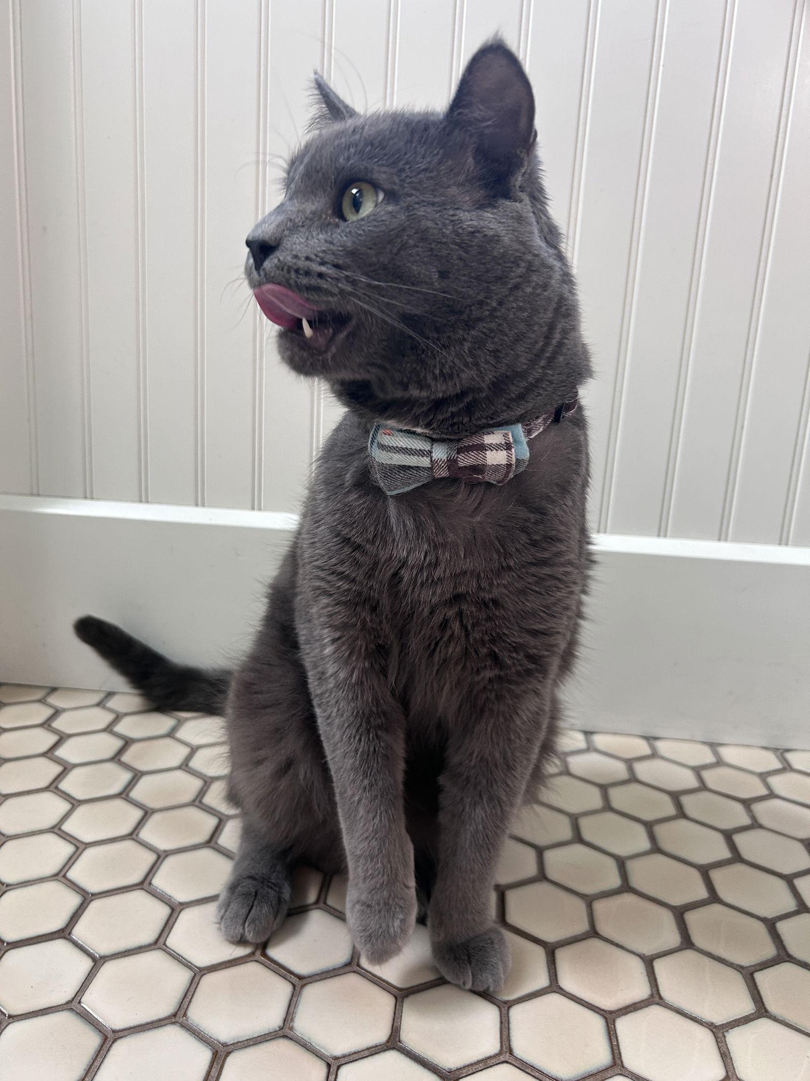 Kimberwick (FeLV+, FIV+), a Adoptable Domestic Short Hair in Crystal, MN image 1/3