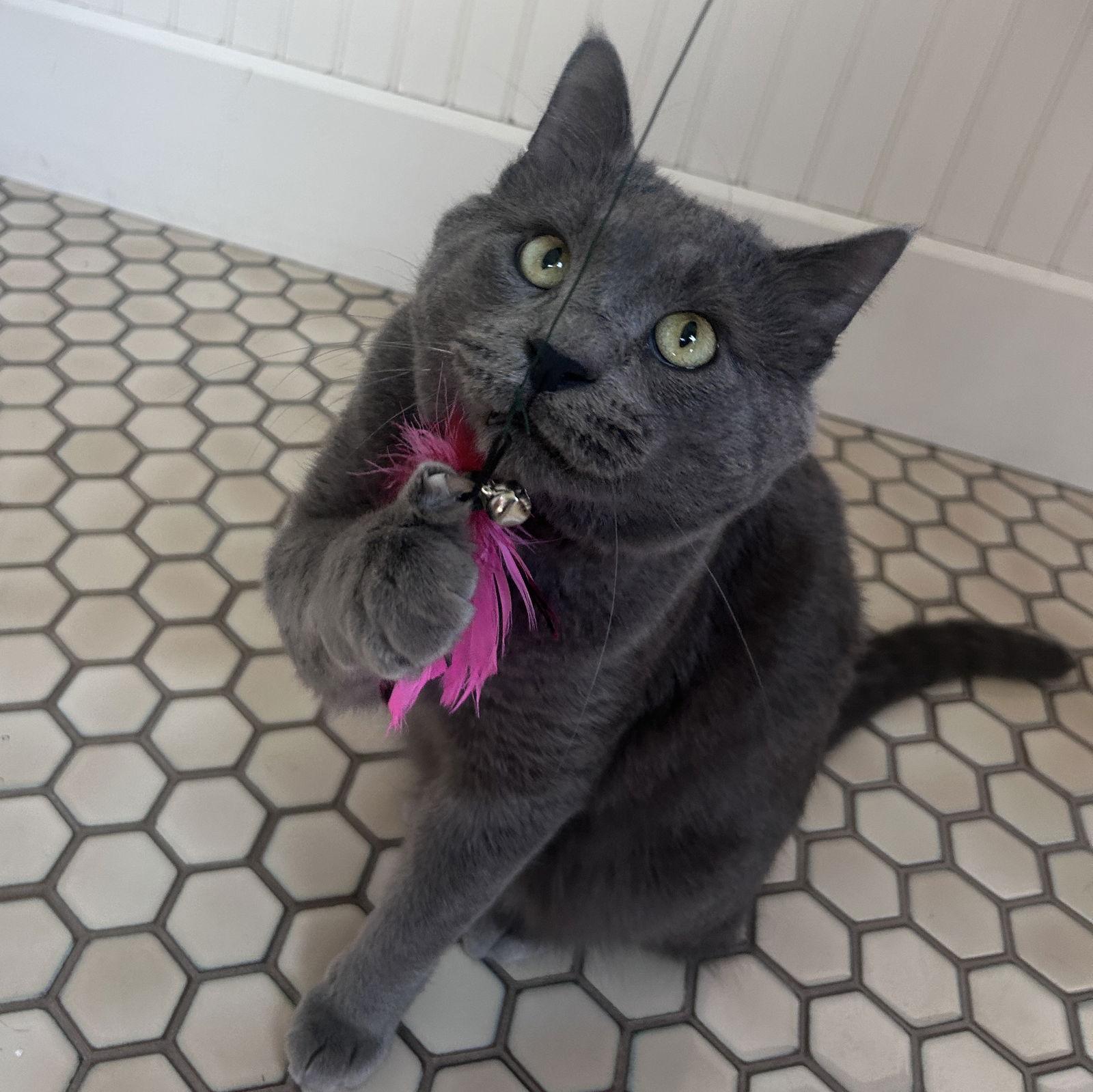 Kimberwick (FeLV+, FIV+), a Adoptable Domestic Short Hair in Crystal, MN image 2/3