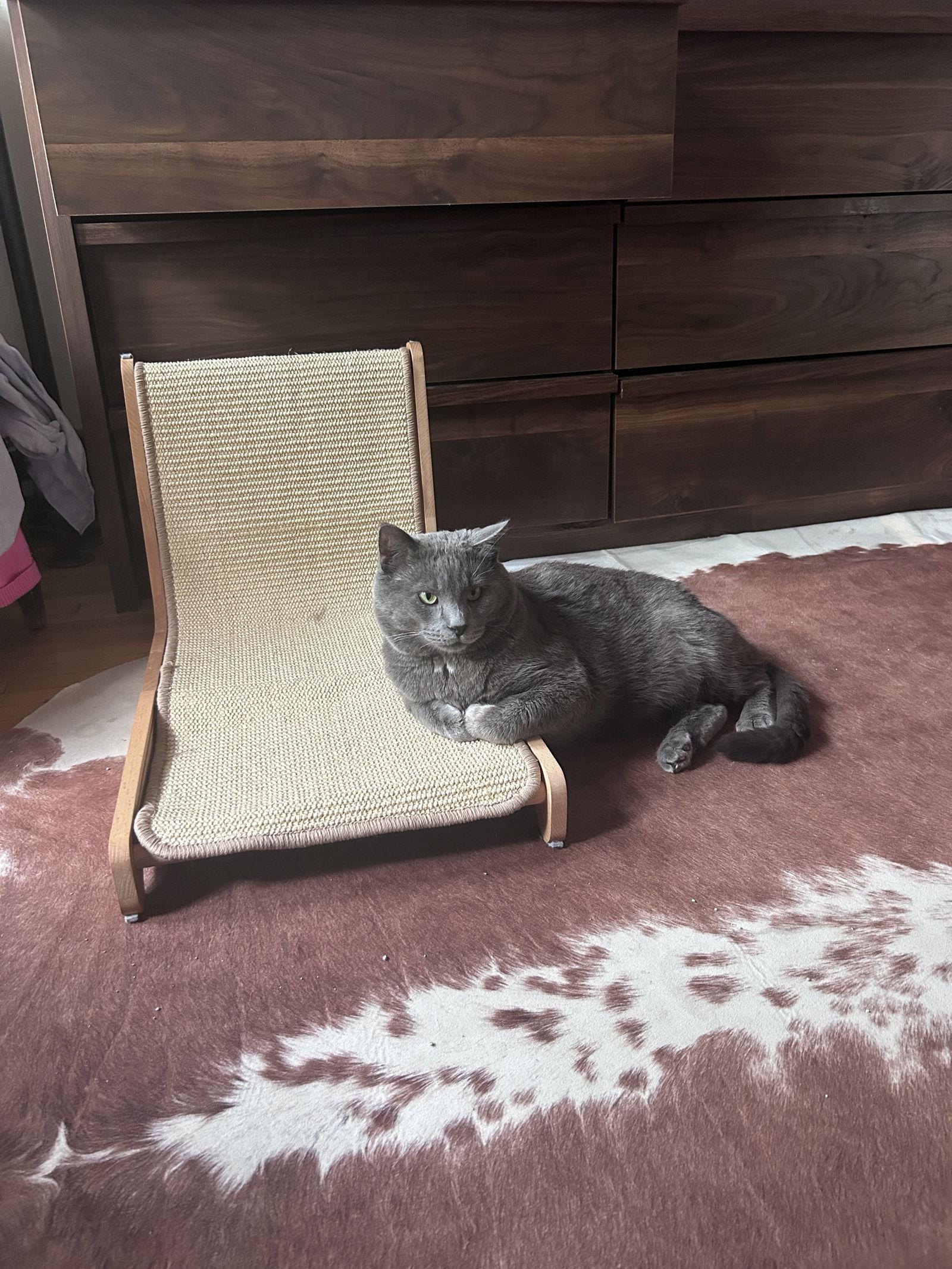 Kimberwick (FeLV+, FIV+), a Adoptable Domestic Short Hair in Crystal, MN image 3/3