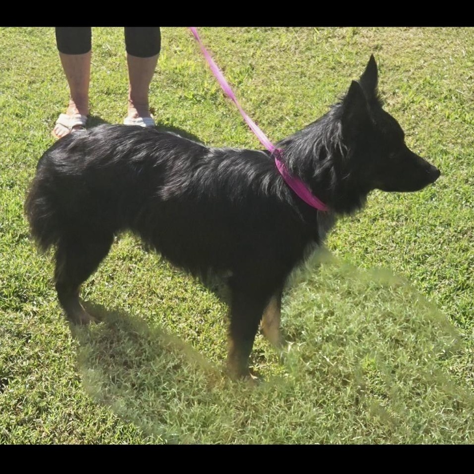CHARLIE $375, a Adoptable mixed breed in Milwaukee, WI image 3/4
