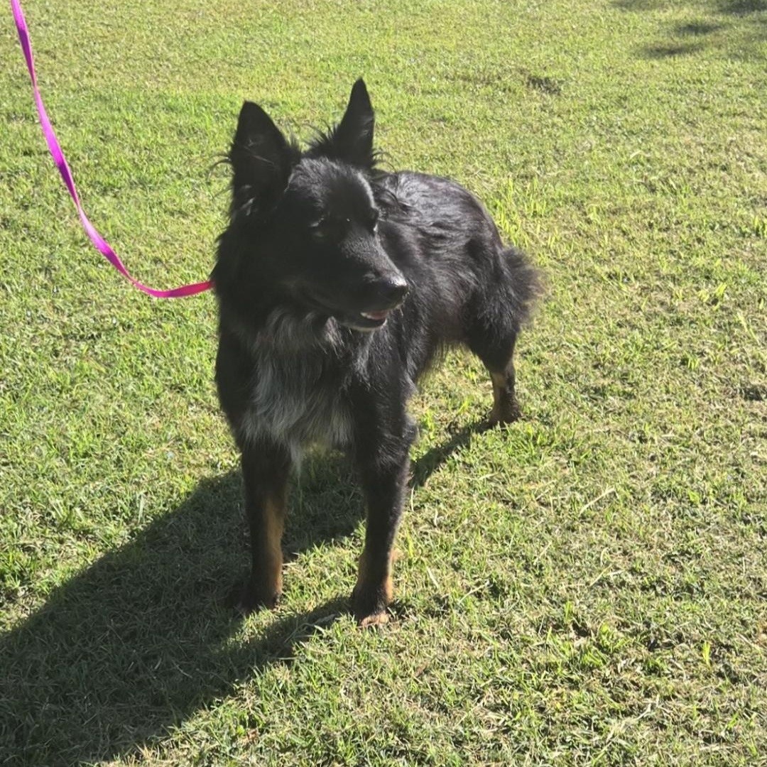 CHARLIE $375, a Adoptable mixed breed in Milwaukee, WI image 2/4