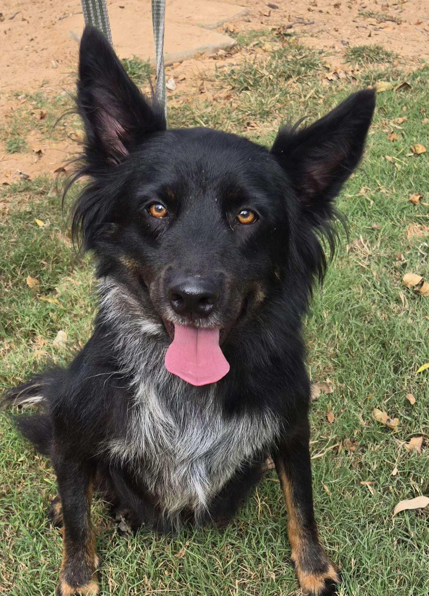 CHARLIE $375, a Adoptable mixed breed in Milwaukee, WI image 1/4