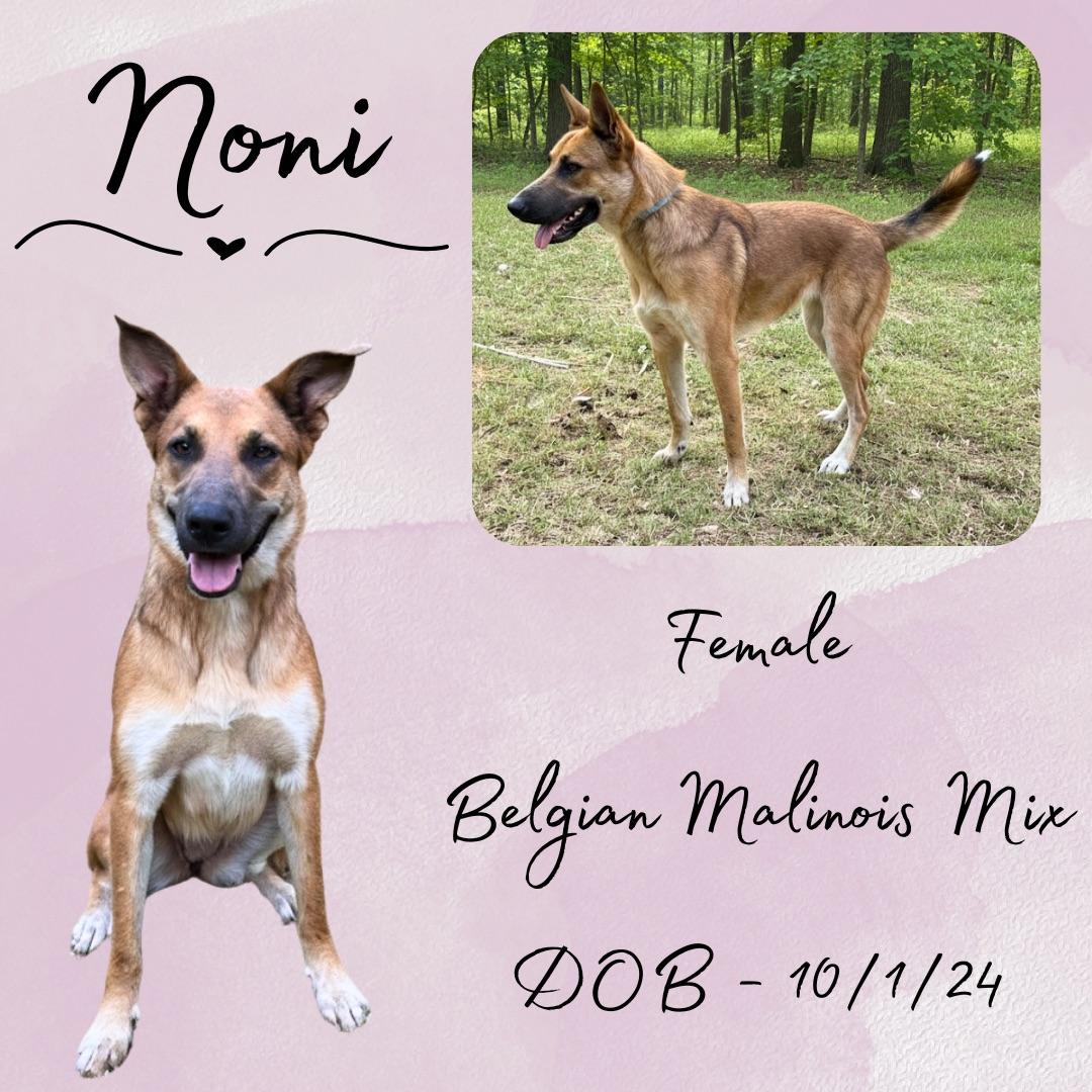 Noni, adoptable, Adult Female Belgian Shepherd / Malinois.