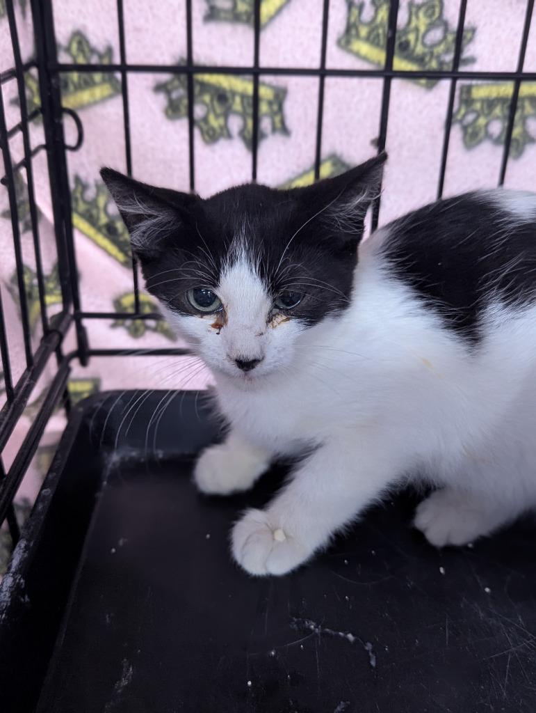 Domino, Adoptable, Kitten Female Domestic Short Hair.