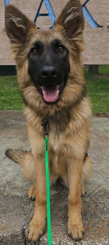 Enlarge Puppy Lissa, a Adoptable mixed breed in Fulton, CA image 1/3