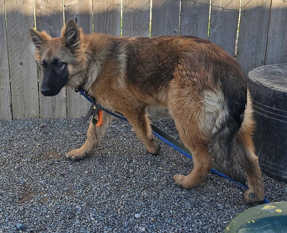 Enlarge Puppy Lissa, a Adoptable mixed breed in Fulton, CA image 2/3