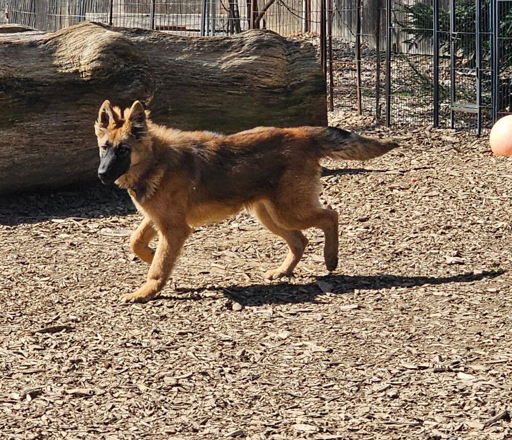 Enlarge Puppy Lissa, a Adoptable mixed breed in Fulton, CA image 3/3