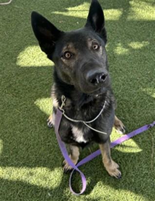 JEFFREY, Adoptable, Adult Male Belgian Shepherd / Malinois & Mixed Breed.