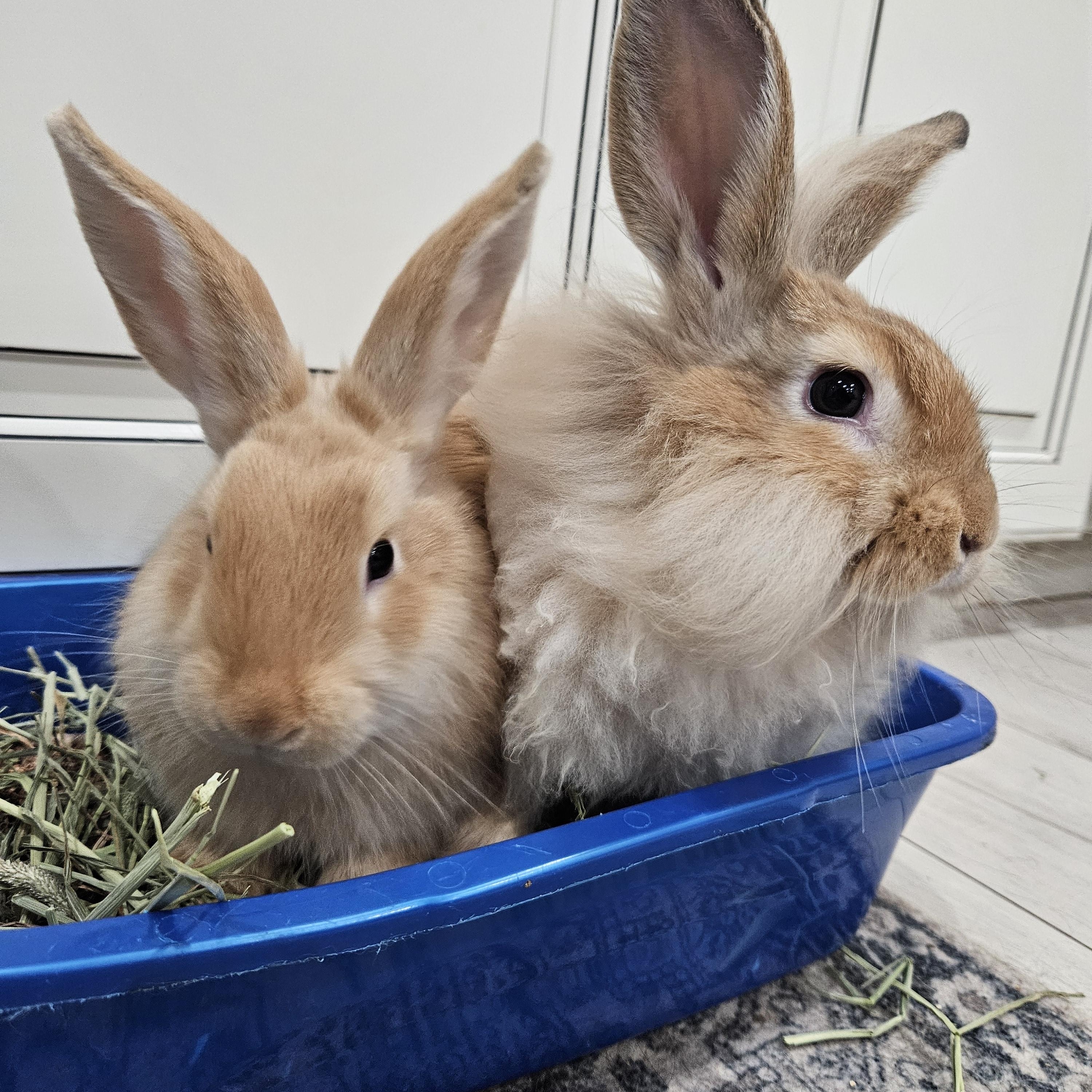 Marigold & Poppy - Adoptable Pet | Petfinder | Petfinder