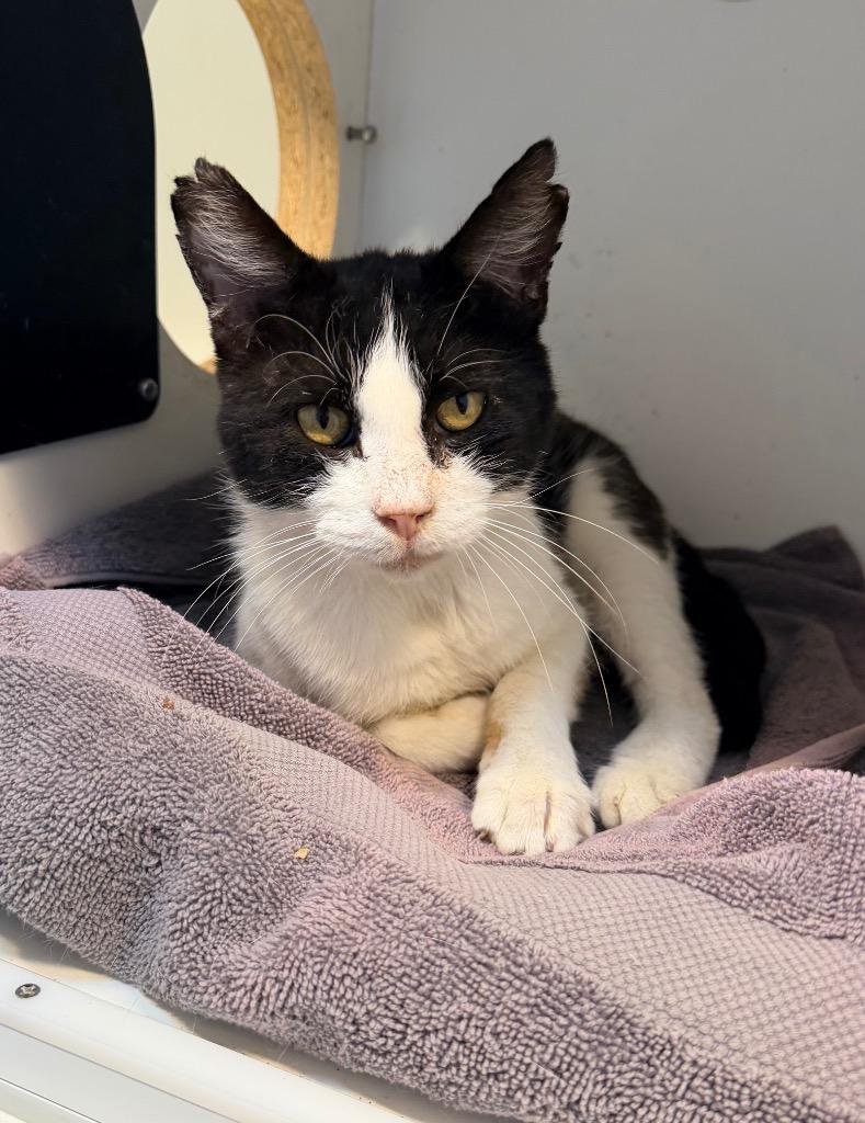 Toby, Adoptable, Adult Male Domestic Short Hair.