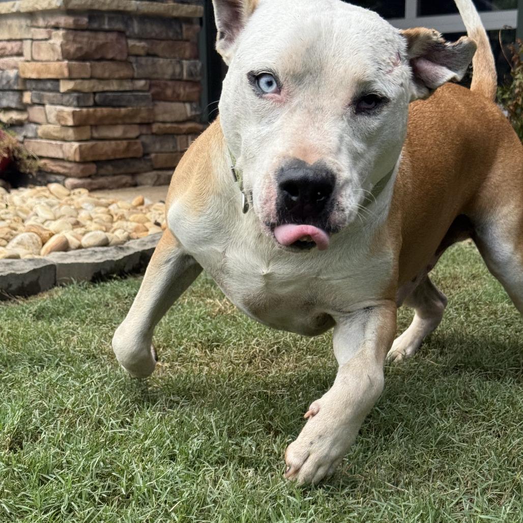 Enlarge Lenny, a Adoptable American Staffordshire Terrier in Newborn, GA image 2/6