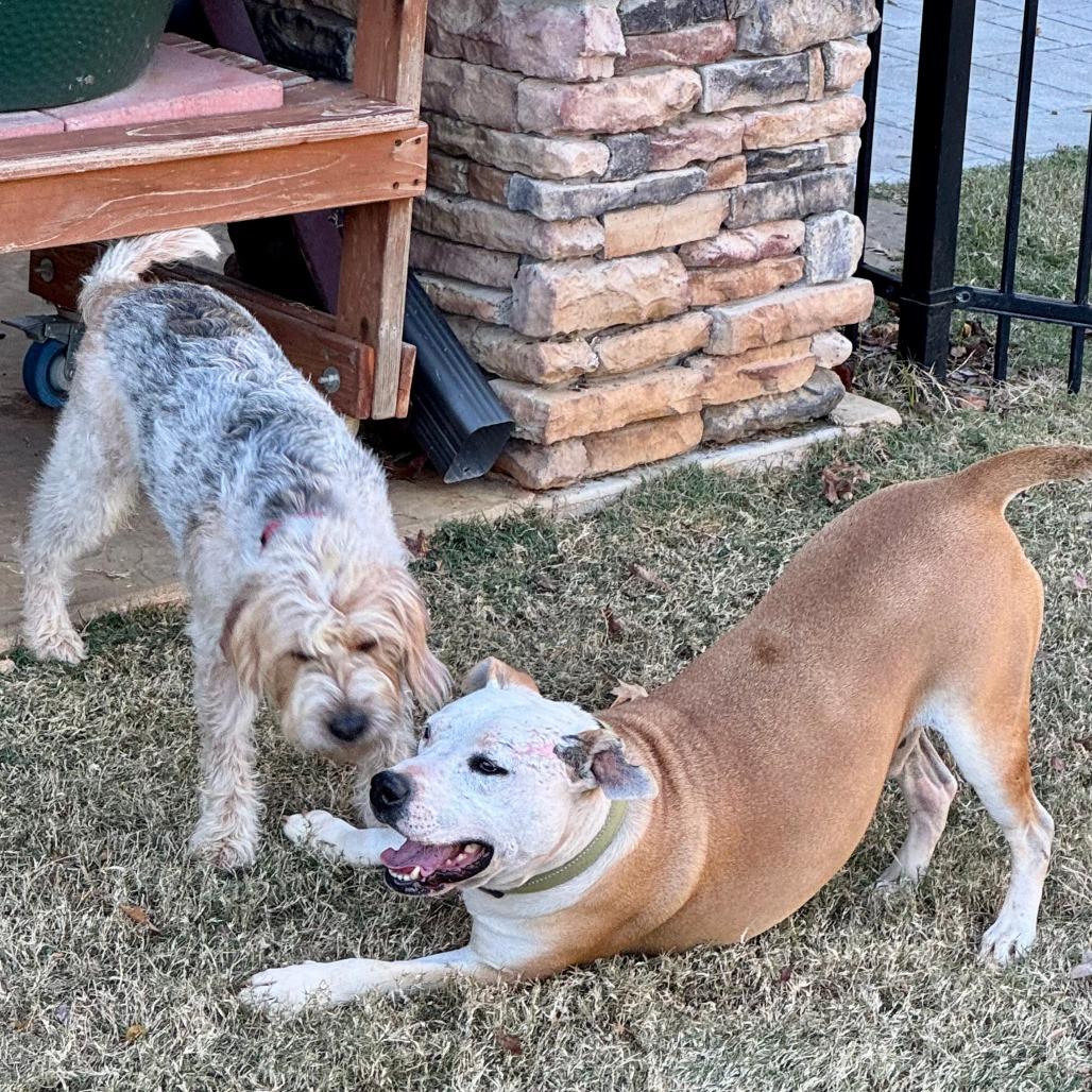 Enlarge Lenny, a Adoptable American Staffordshire Terrier in Newborn, GA image 3/6