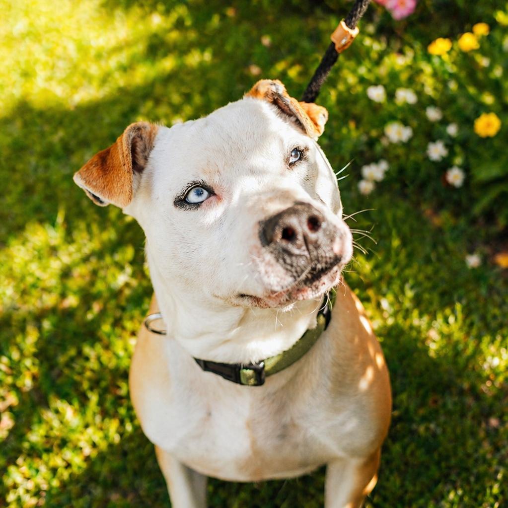 Enlarge Lenny, a Adoptable American Staffordshire Terrier in Newborn, GA image 4/6