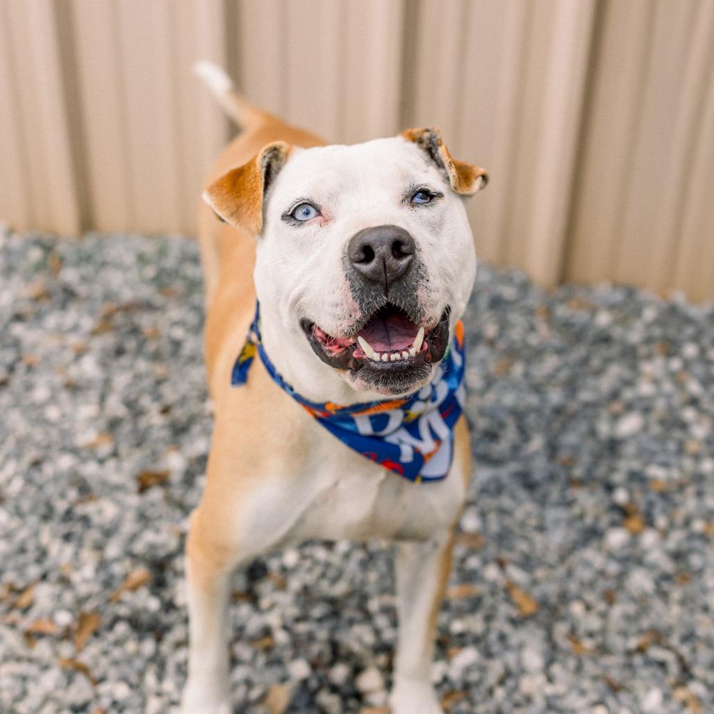 Enlarge Lenny, a Adoptable American Staffordshire Terrier in Newborn, GA image 5/6