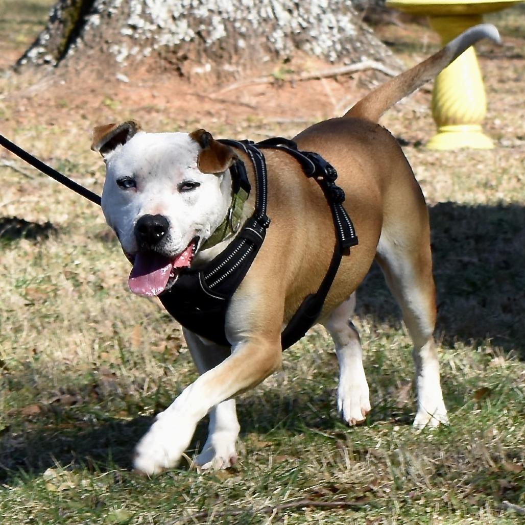 Enlarge Lenny, a Adoptable American Staffordshire Terrier in Newborn, GA image 6/6
