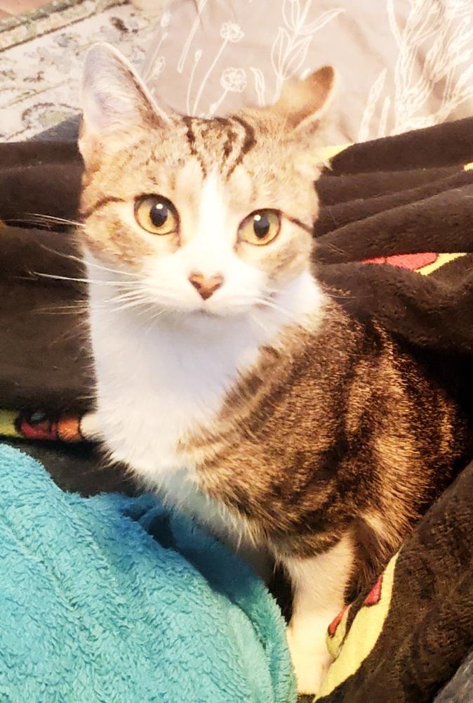 Sweetheart — thumbnail 3