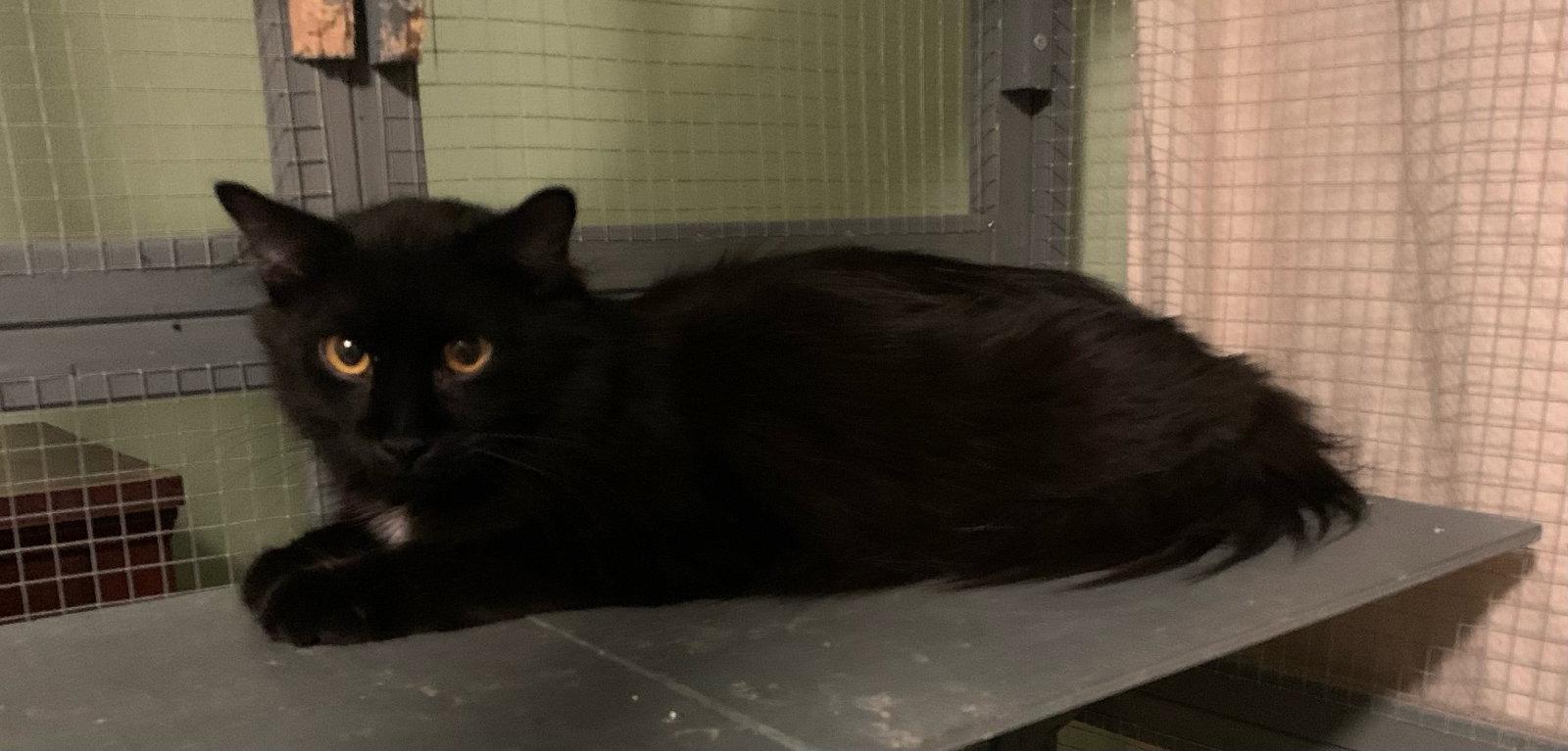 Patrick, Adoptable, Adult Male Domestic Medium Hair.