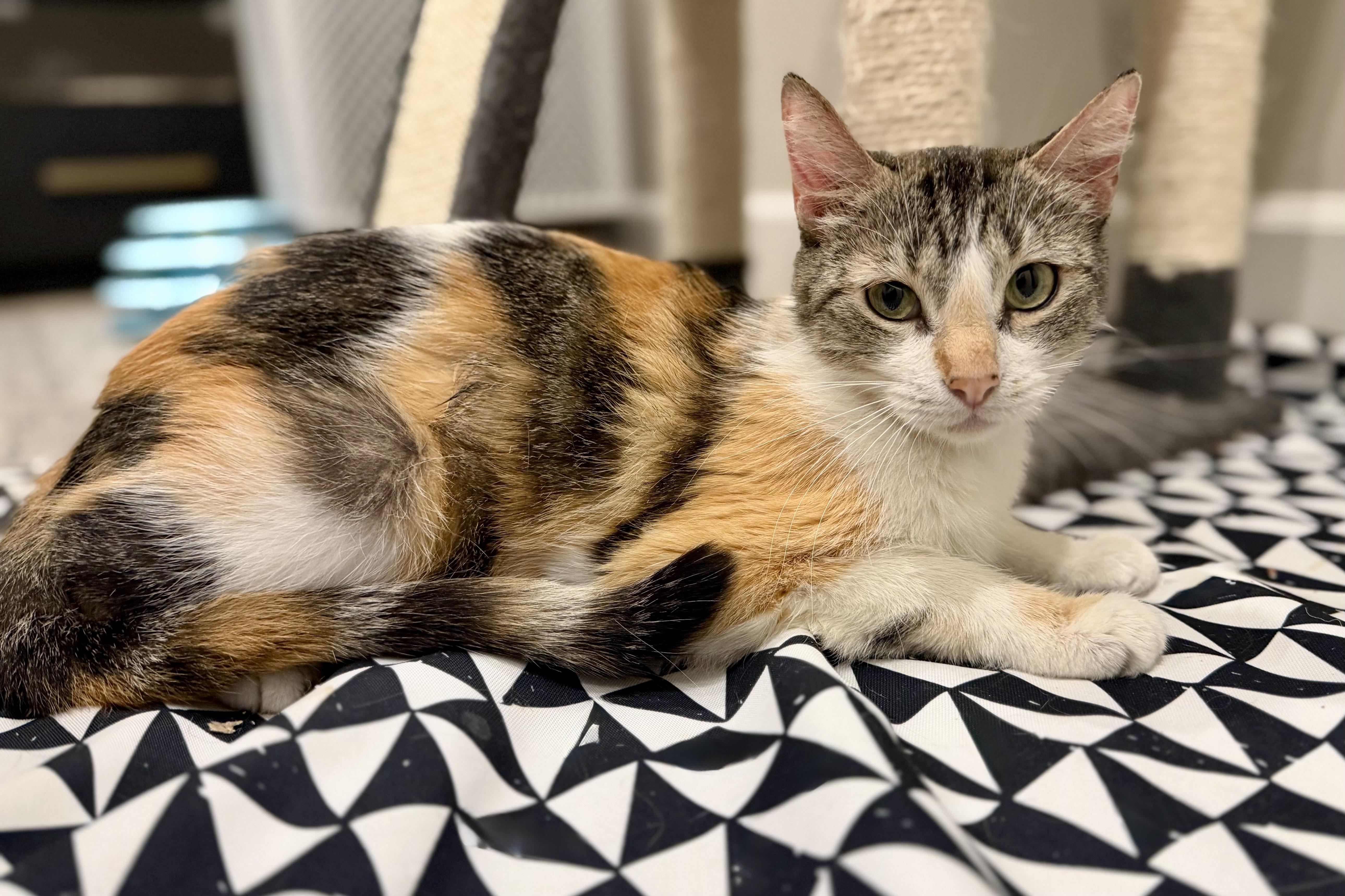 Magpie, a ADOPTABLE Domestic Medium Hair in Fountain Hills, AZ image 4/4