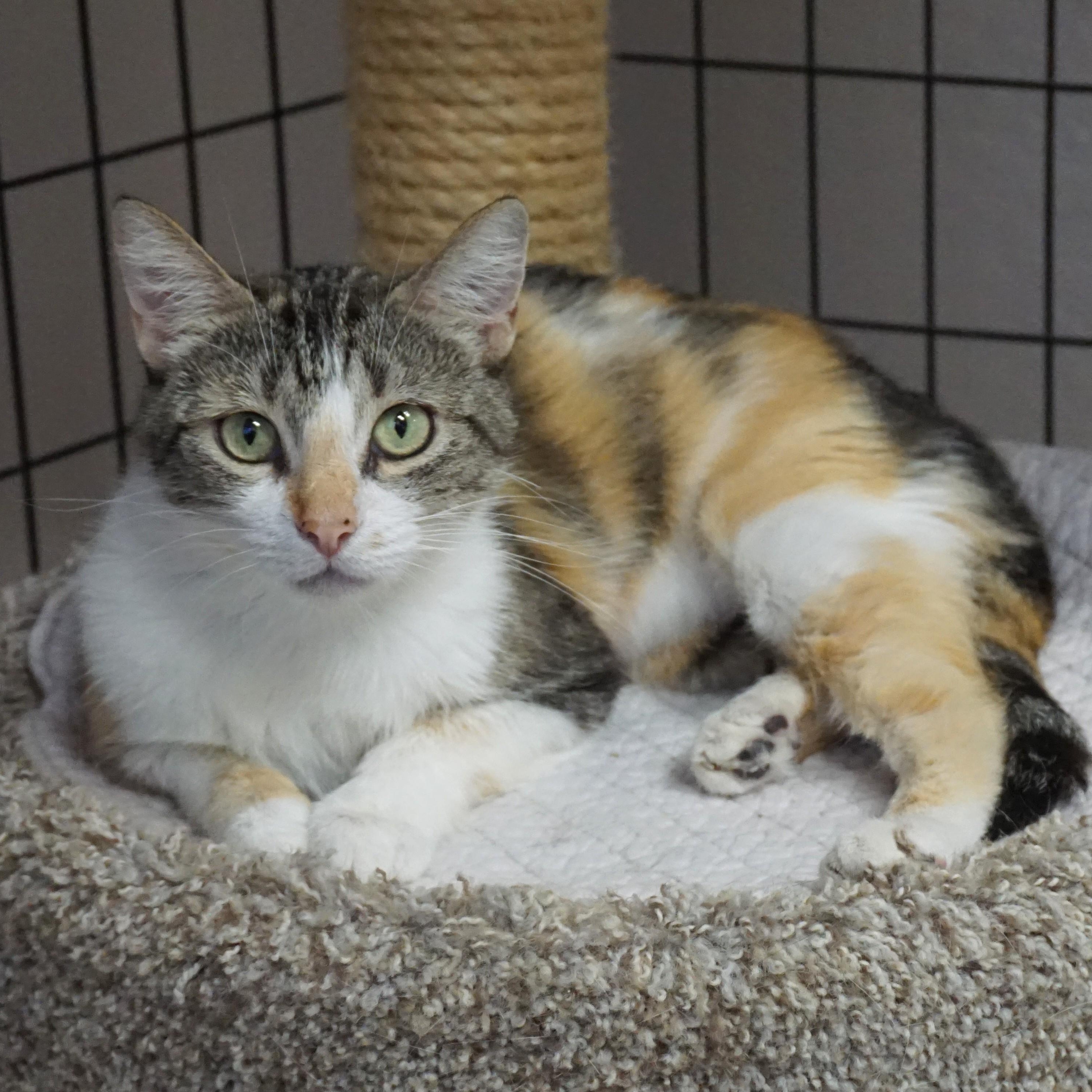 Magpie, ADOPTABLE, Adult Female Domestic Medium Hair.