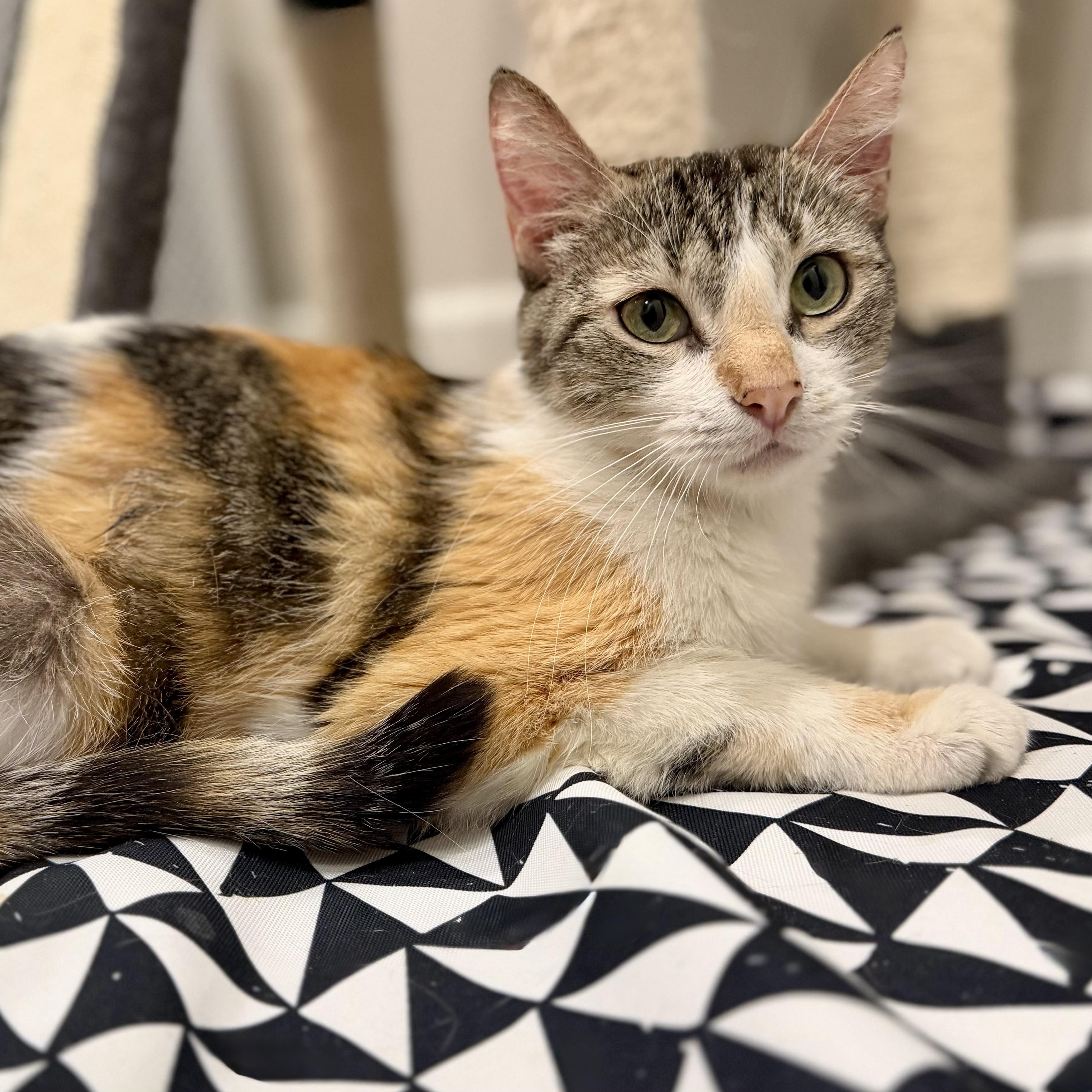 Magpie, a ADOPTABLE Domestic Medium Hair in Fountain Hills, AZ image 2/4
