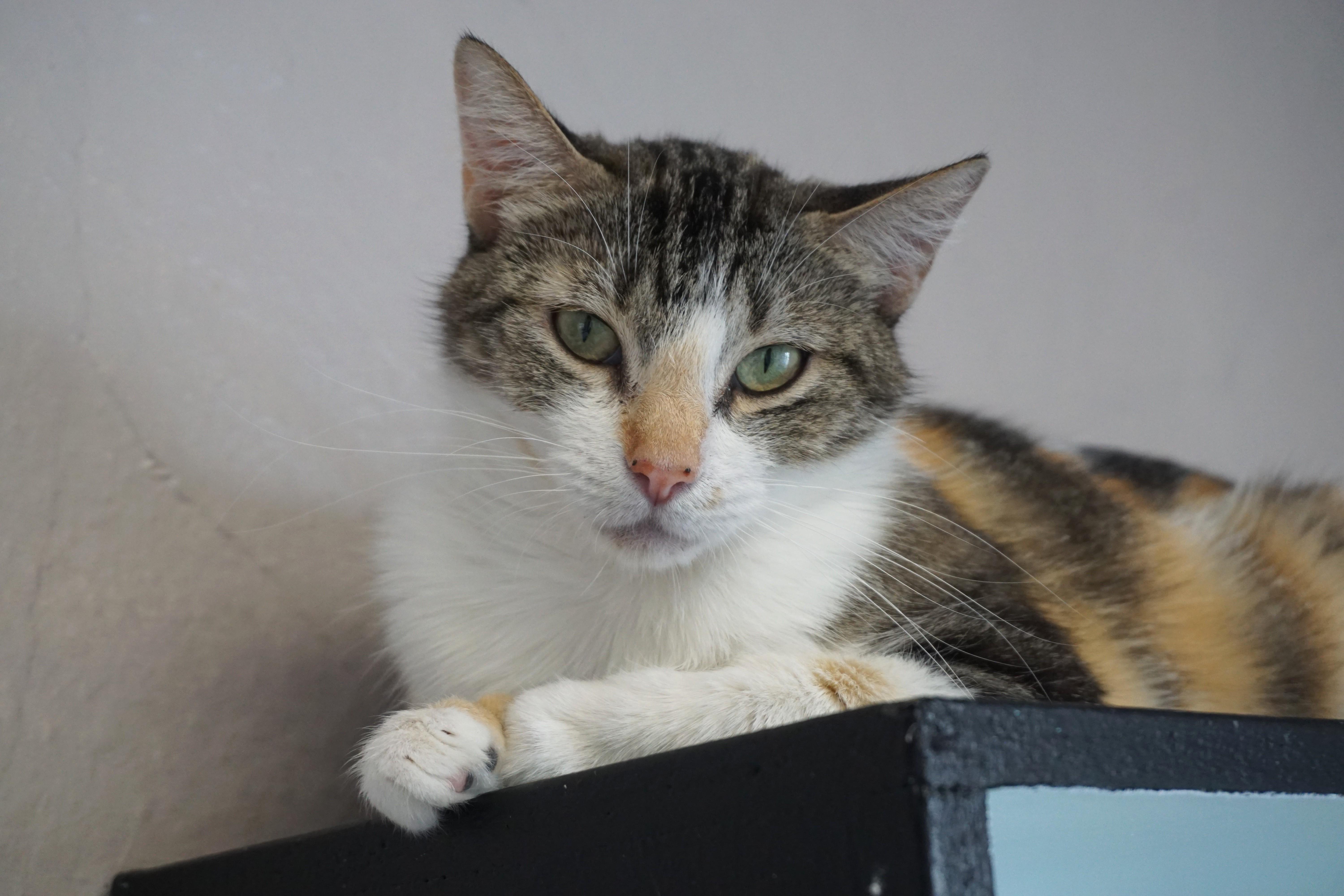 Magpie, a ADOPTABLE Domestic Medium Hair in Fountain Hills, AZ image 3/4