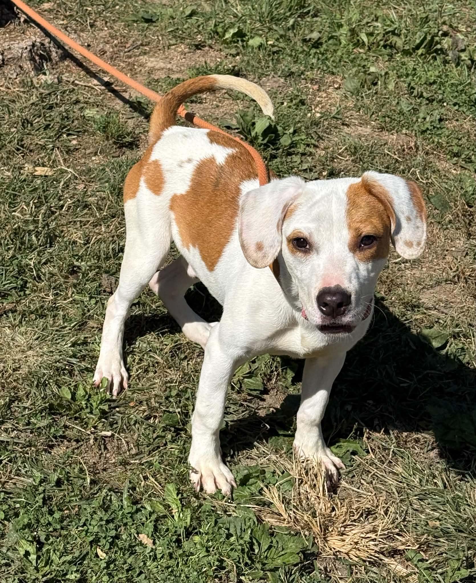 Enlarge Scrappy Doo, a Adopted mixed breed in Springfield, IL image 4/6