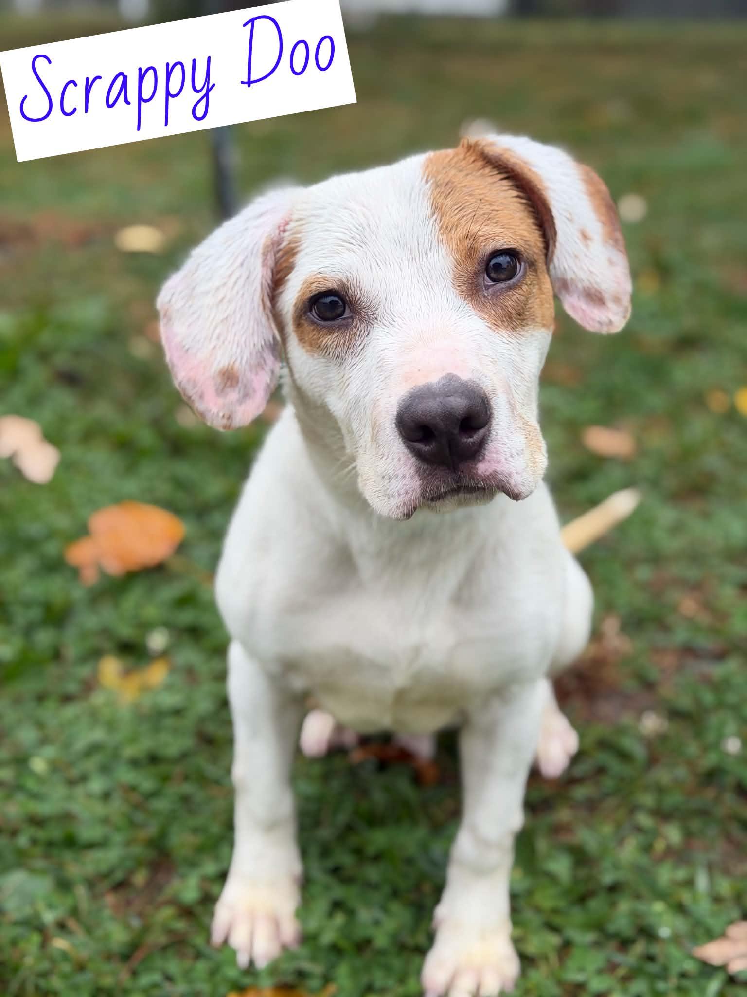 Scrappy Doo, Adopted, Puppy Male Pit Bull Terrier & Beagle.