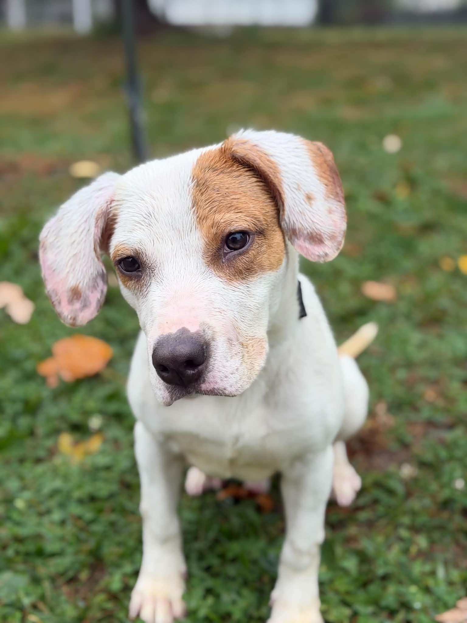 Enlarge Scrappy Doo, a Adopted mixed breed in Springfield, IL image 2/6