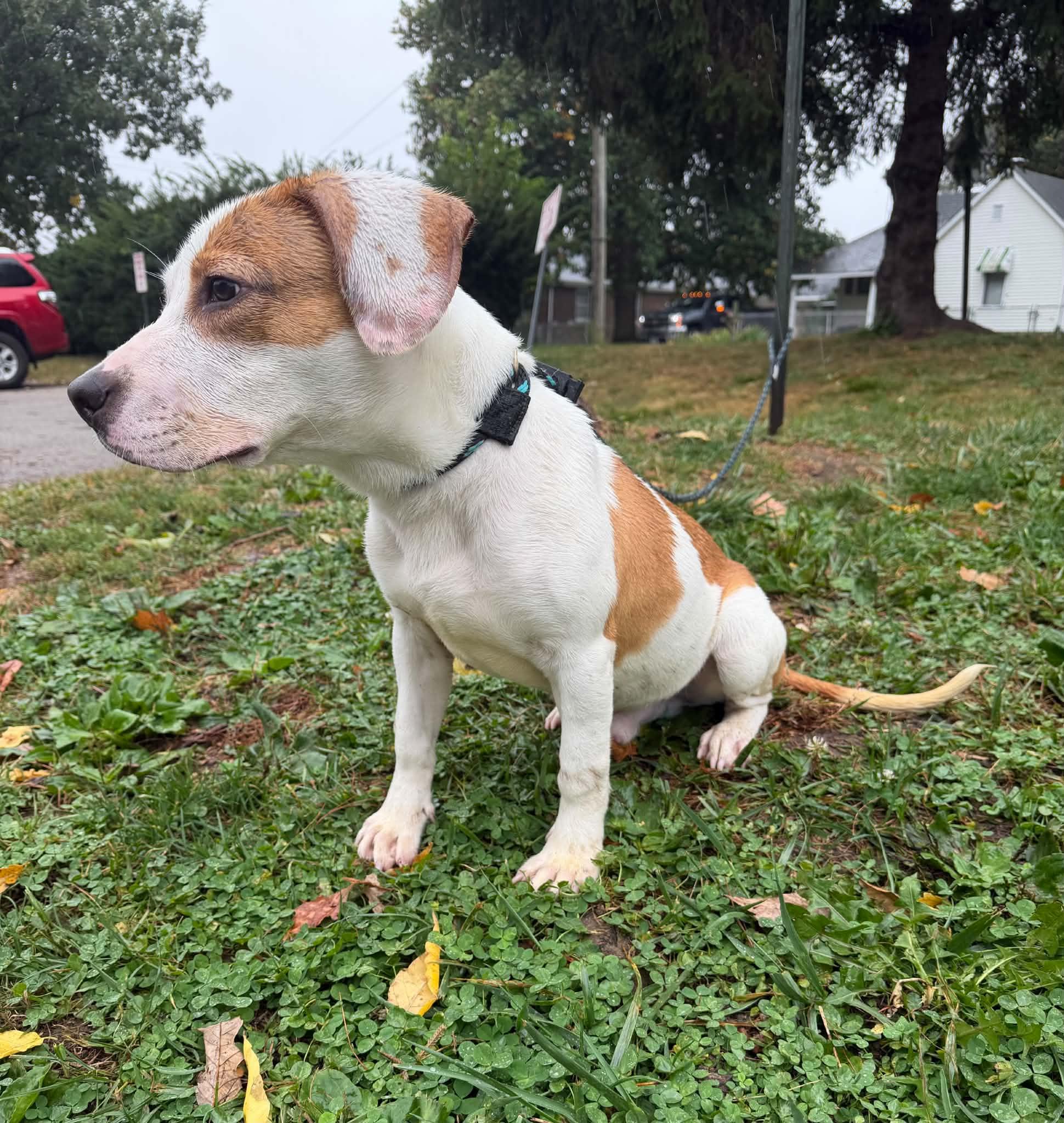 Enlarge Scrappy Doo, a Adopted mixed breed in Springfield, IL image 6/6
