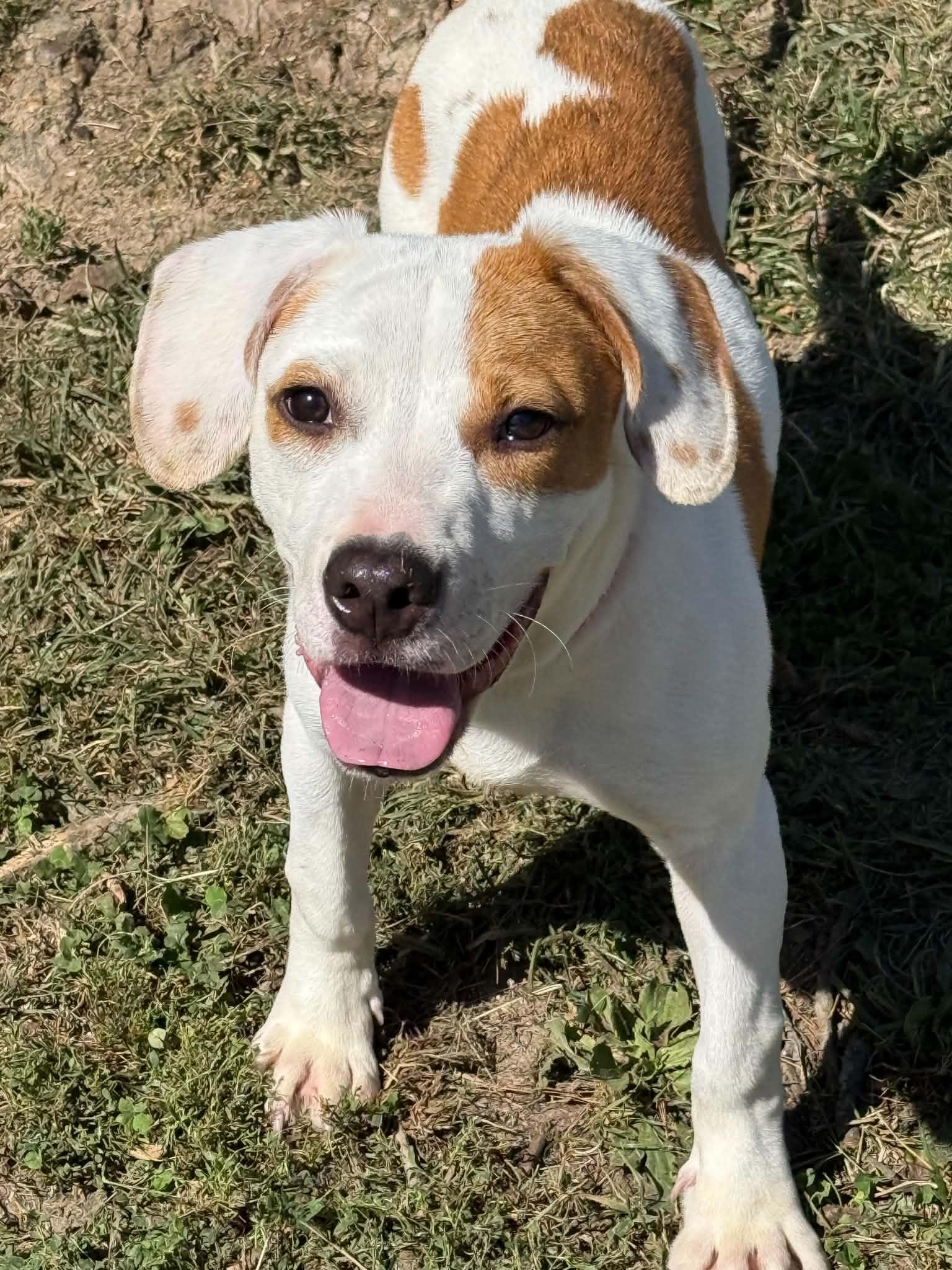 Enlarge Scrappy Doo, a Adopted mixed breed in Springfield, IL image 3/6
