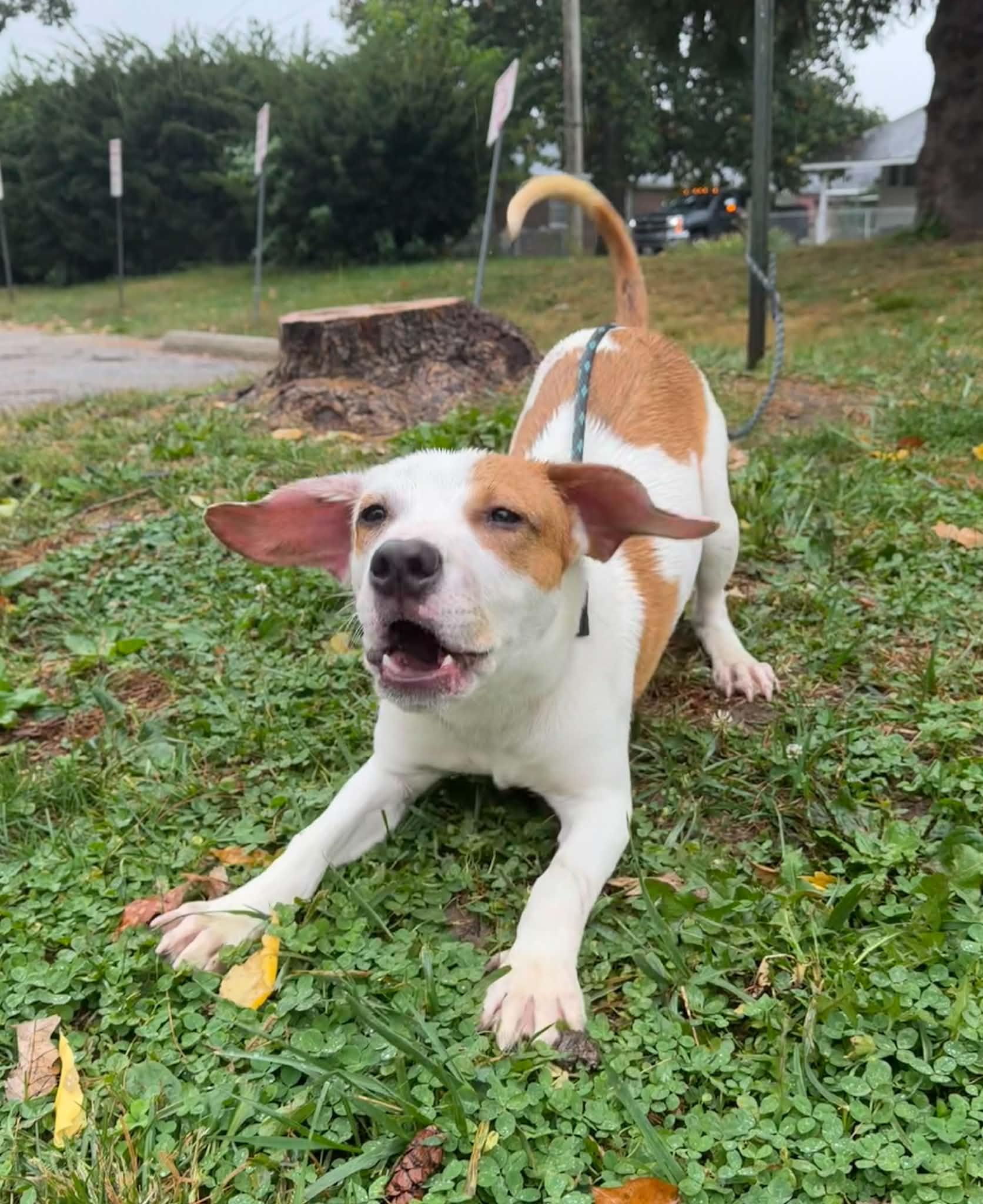 Enlarge Scrappy Doo, a Adopted mixed breed in Springfield, IL image 5/6