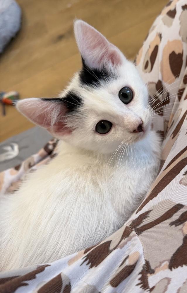 Pez Exotic Flavors: Lychee, a Adoptable mixed breed in Warren, CT image 3/6