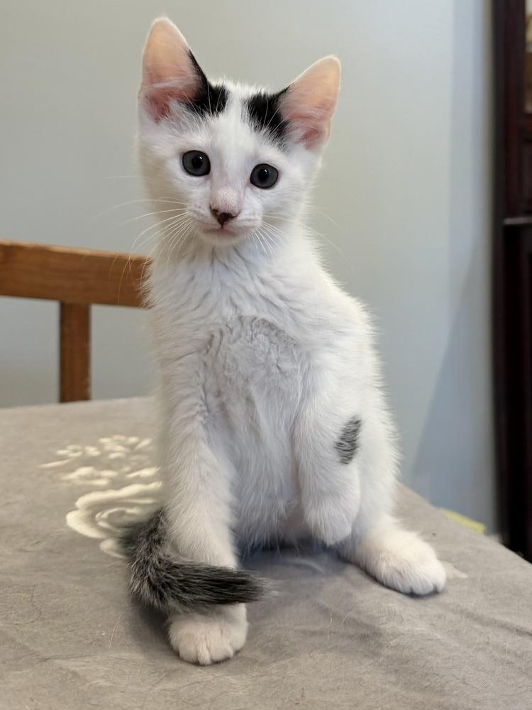 Pez Exotic Flavors: Lychee, Adoptable, Kitten Male Domestic Short Hair.