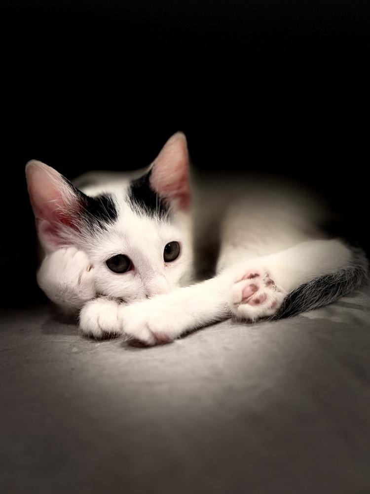 Pez Exotic Flavors: Lychee, a Adoptable mixed breed in Warren, CT image 5/6