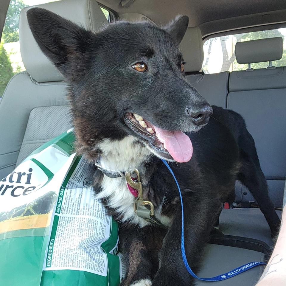 Dog for adoption Shorty, a Mixed Breed in Polson, MT Petfinder