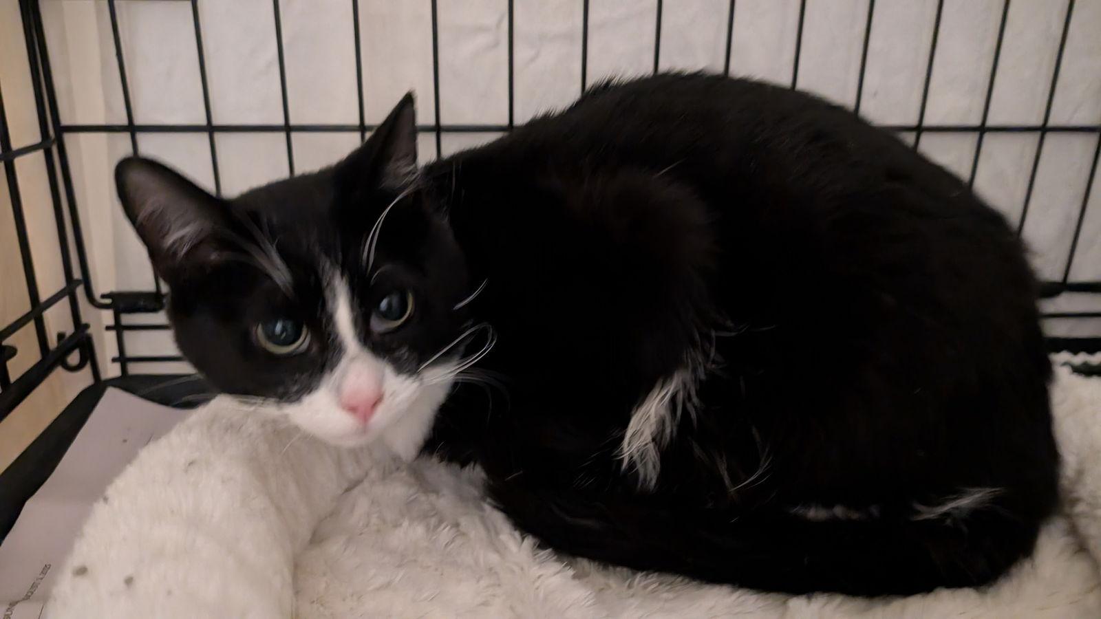 Zoey (Shy friend to cats), Adoptable, Young Male American Shorthair.