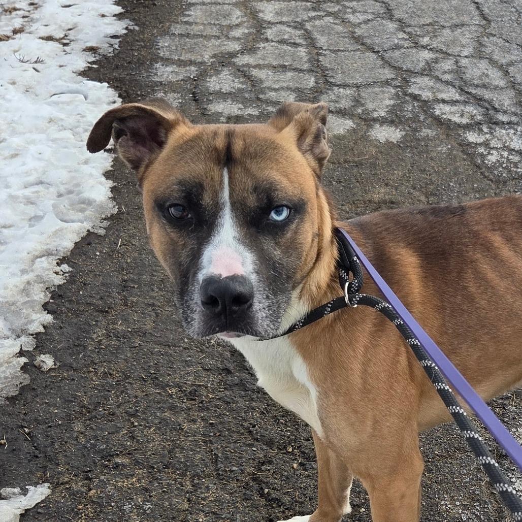 Dale, Adoptable, Adult Male Mixed Breed.