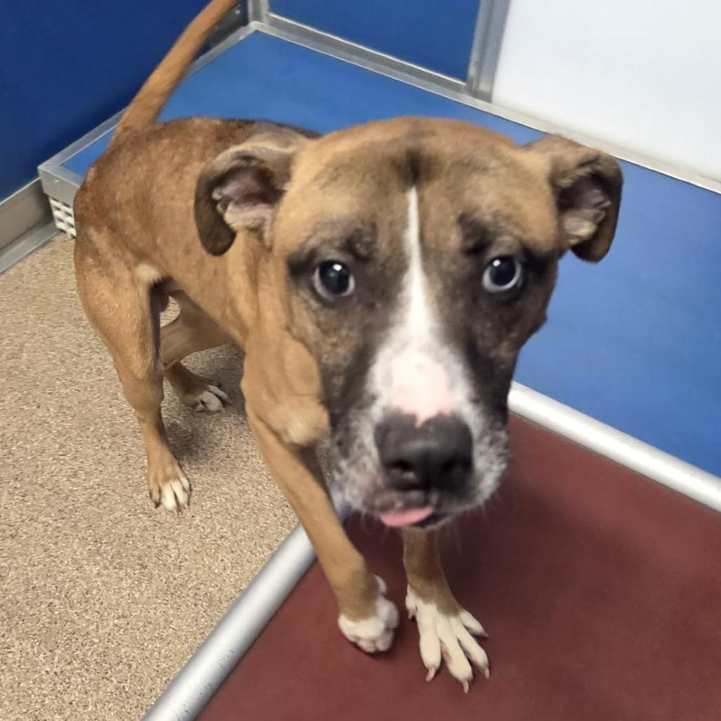 Dale, Adoptable, Adult Male Mixed Breed.