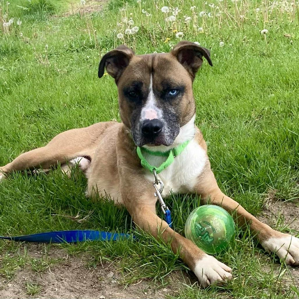 Enlarge Dale, a Adoptable Mixed Breed in Ballston Spa, NY image 2/6