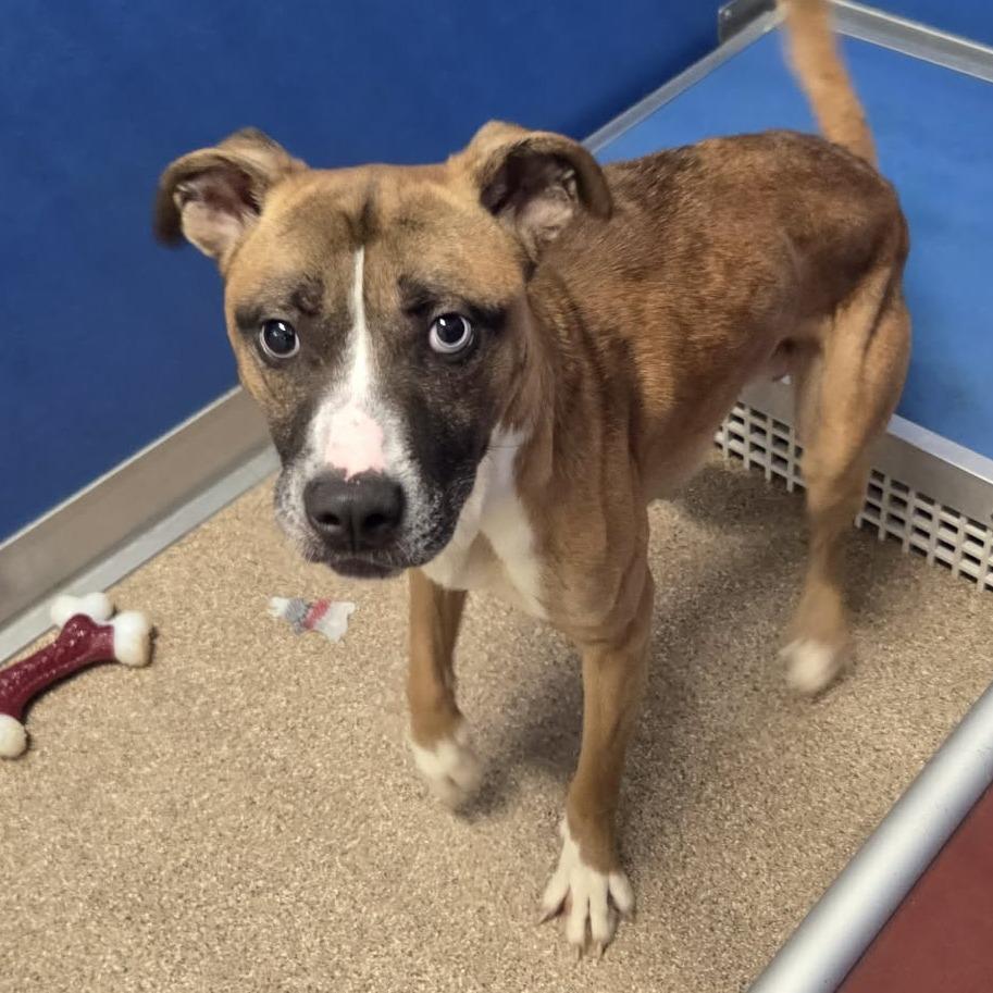 Enlarge Dale, a Adoptable Mixed Breed in Ballston Spa, NY image 3/6